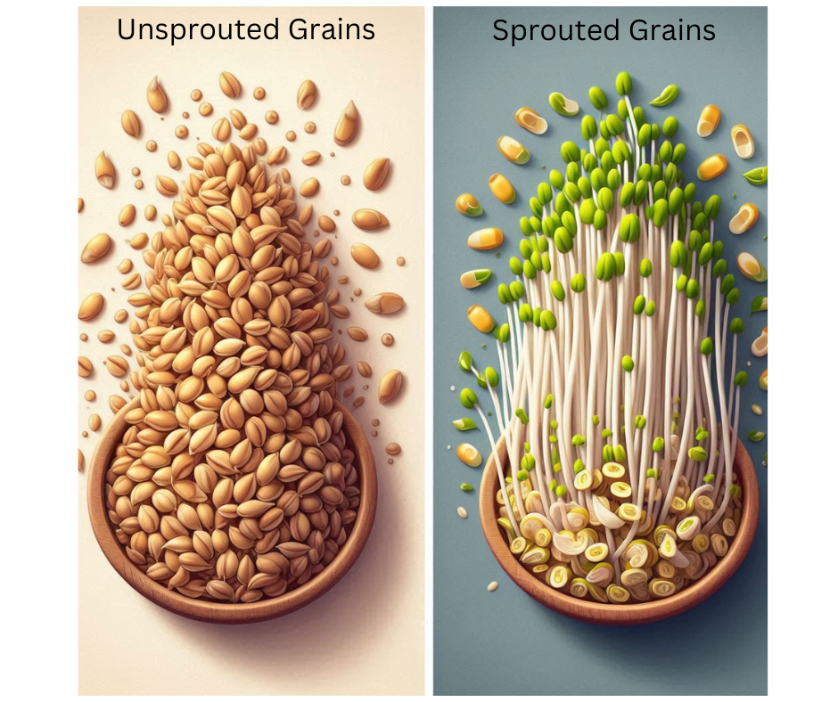 sprouted grains vs non sprouted grains