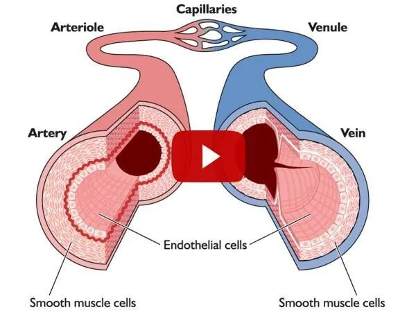 penile muscle